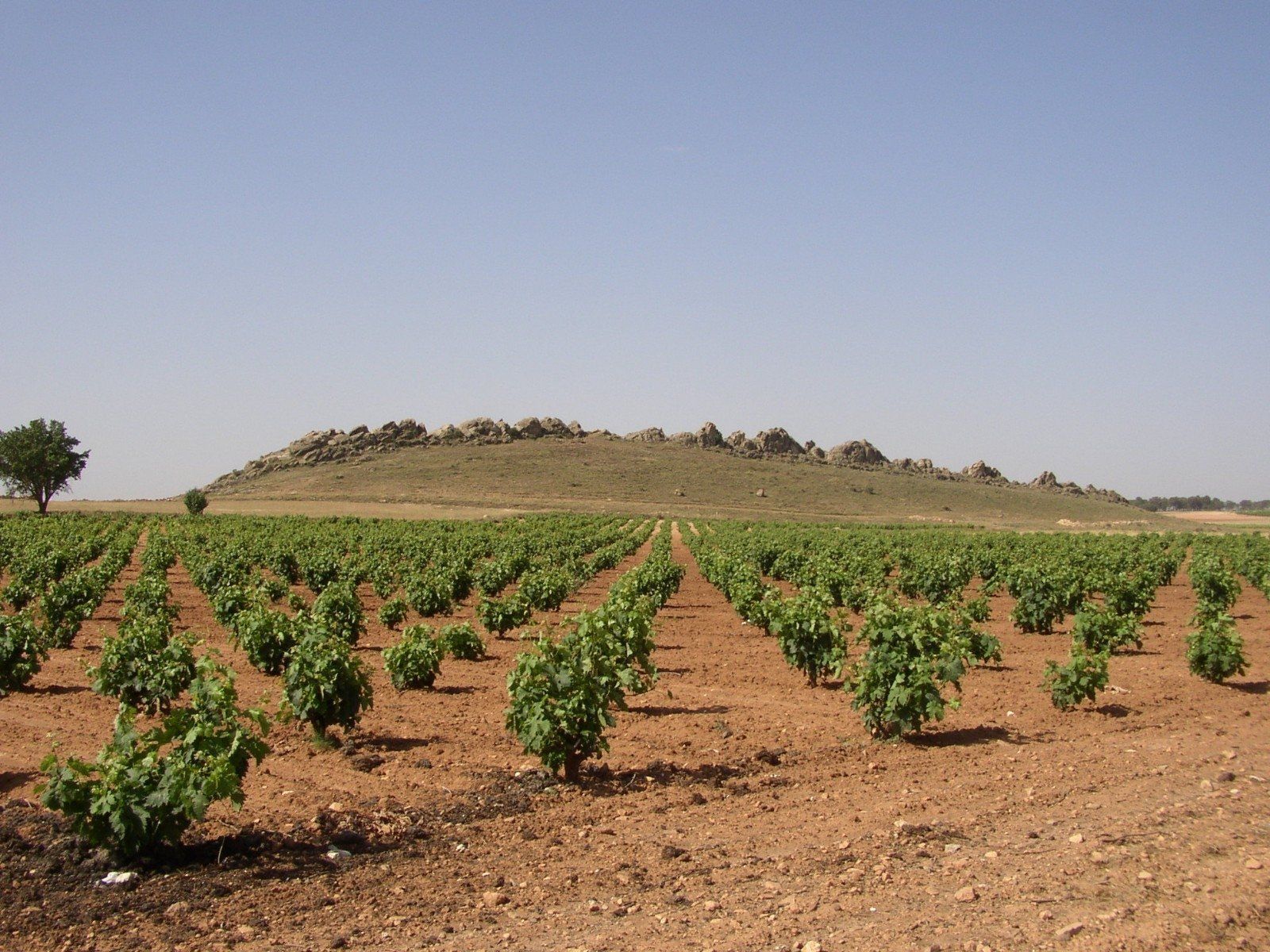 Viñedos en Casas Ibáñez